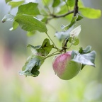 LC.4-pomme