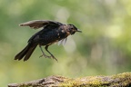 DC4Z80033-ORF DxO DeepPRIME