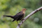 HC4Z81241-ORF DxO DeepPRIME