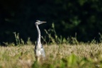  M1X5183-ORF DxO DeepPRIMEM