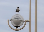 mouette dieppe
