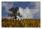 IMG 0494 copie