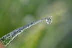 goutte