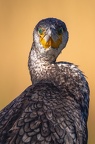 Plumes
