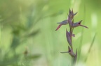 Serapia lingua