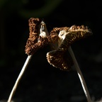 DNT 7534CC