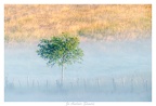 Jo-07-Lumière dans la brume du matin
