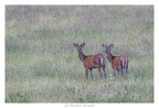 Jo-08-Brocards de cerf en velours