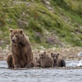 Jo-Dammarie-Couleur-03- 22Alaska. Maman grizzly et ses 3 oursons 22