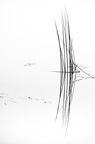 Minimalisme aquatique
