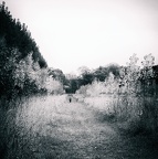 Promenade dans les bois