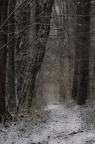 Futaie hiver 3