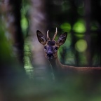 Au coeur de la forêt