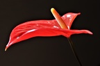 CSC 4408