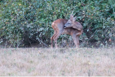 Rencontre en forêt