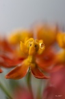 Elise Asclepias Curassavica