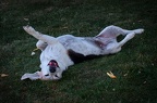 Quelle vie de chien !
