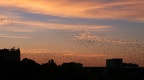 OISEAUX DANS LE CIEL DU SOIR
