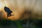 Contre jour